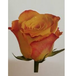ΤΡΙΑΝΤΑΦΥΛΛΑ ΔΙΧΡ.-ΠΟΡΤΟΚΑΛΙ 60΅εκ.  ROSEN MARIE-CLAIRE